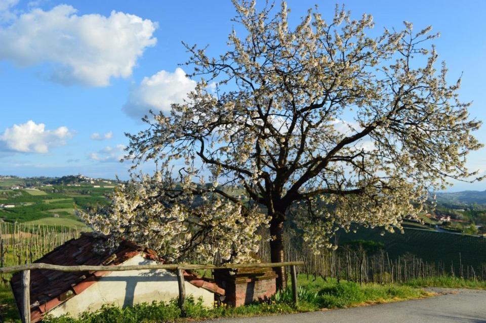 Agriturismo Cascina Rabalot Diano dʼAlba Dış mekan fotoğraf