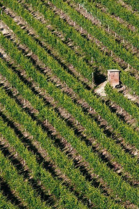 Agriturismo Cascina Rabalot Diano dʼAlba Dış mekan fotoğraf